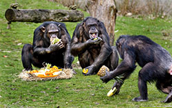 Safaripark Beekse Bergen